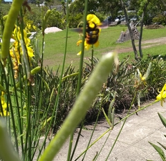 Xylocopa augusti