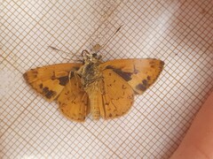 Pardaleodes edipus