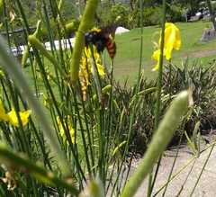 Xylocopa augusti
