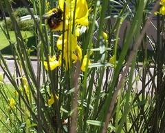 Xylocopa augusti