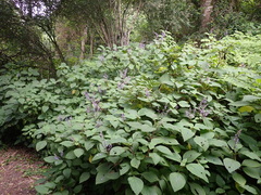 Plectranthus fruticosus