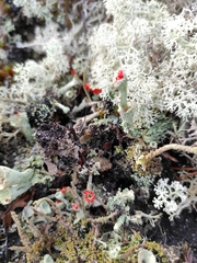 Cladonia pleurota