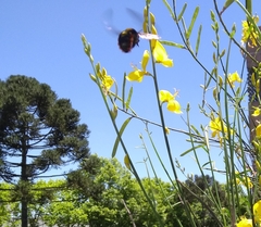 Xylocopa augusti