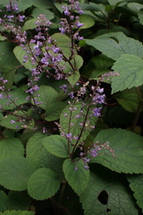 Plectranthus fruticosus