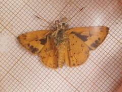 Pardaleodes edipus