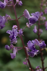 Plectranthus fruticosus