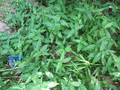 Commelina benghalensis