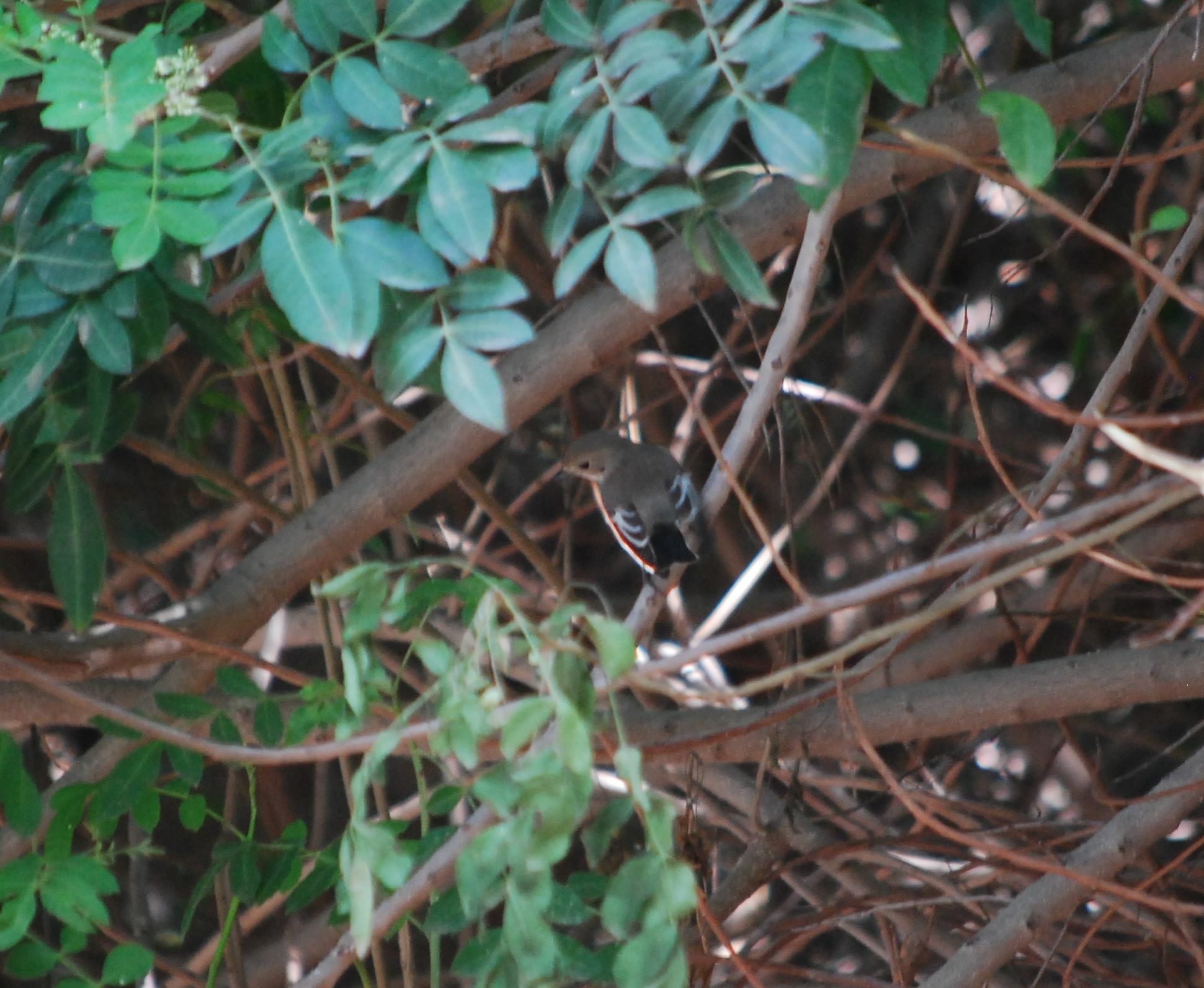 Papamoscas cerrojillo