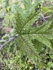 Girardinia diversifolia