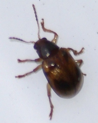 Paria