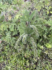 Girardinia diversifolia