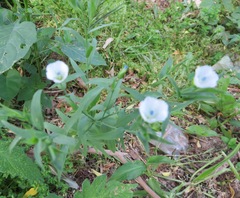Linum usitatissimum