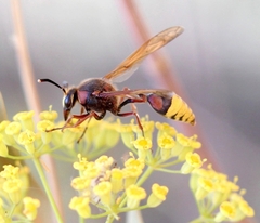 Delta unguiculatum
