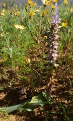 Lachenalia mutabilis