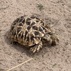 Psammobates oculifer