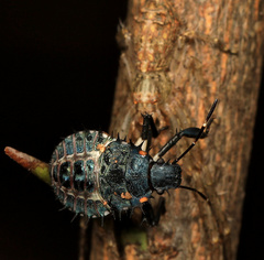 Halyomorpha
