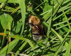 Bombus consobrinus
