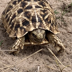 Psammobates oculifer