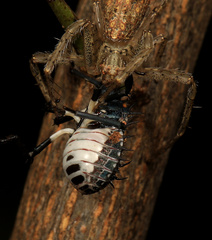 Halyomorpha