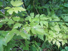 Cardiospermum grandiflorum