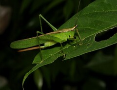 Melanophoxus brunneri