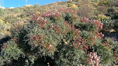 Pelargonium crithmifolium