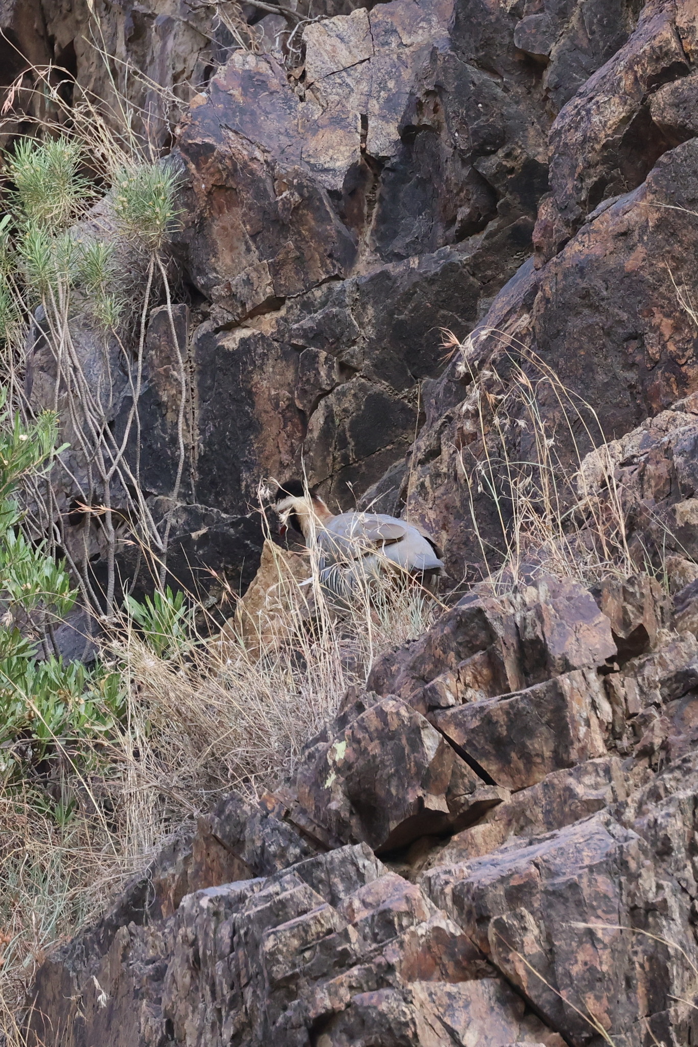 Arabian Partridge (Alectoris melanocephala)