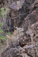 Alectoris melanocephala