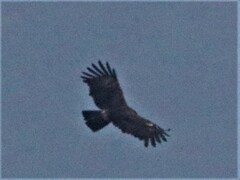 Ictinaetus malaiensis