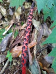 Balanophora laxiflora