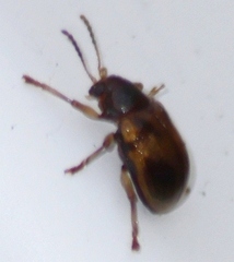Paria