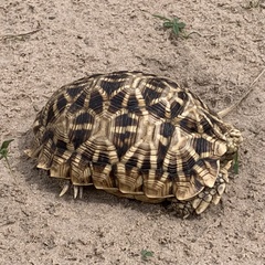 Psammobates oculifer