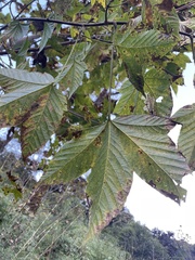 Acer sterculiaceum