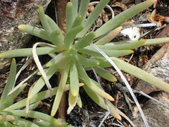 Curio talinoides