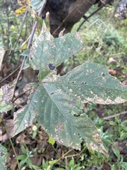 Acer sterculiaceum