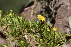 Flourensia thurifera