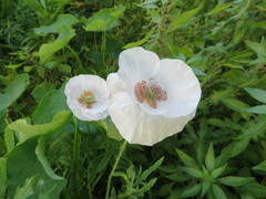 Papaver rhoeas