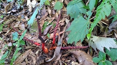 Balanophora laxiflora