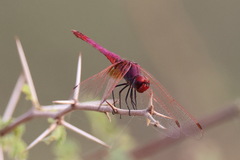 Trithemis annulata