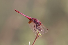 Trithemis annulata