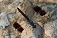 Brachythemis impartita