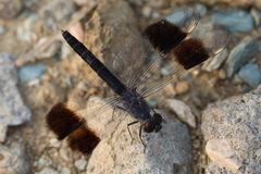 Brachythemis impartita