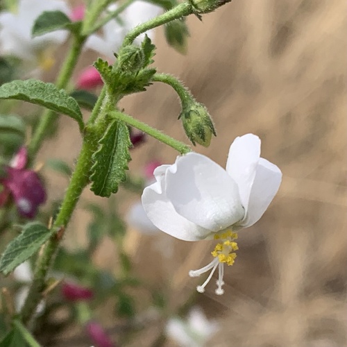 Tiny White Wild Hibiscus