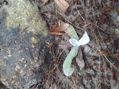 Pseudognaphalium adnatum