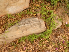 Convolvulus farinosus