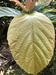 Ficus benguetensis