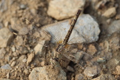 Brachythemis impartita