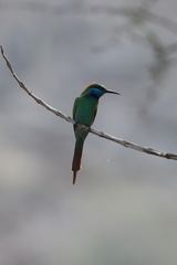 Merops cyanophrys cyanophrys