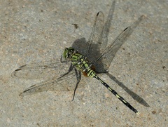 Orthetrum serapia