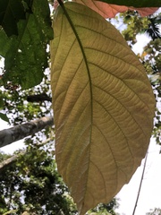 Ficus benguetensis